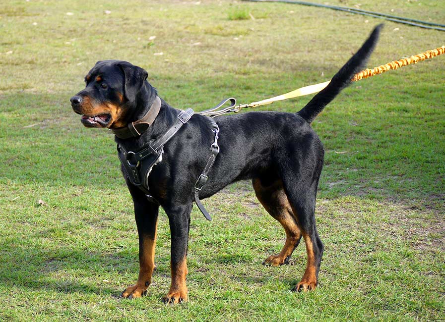 Basic Obedience-Teamwork Dog Obedience Training Carseldine-Brisbane ... ... Brisbane Dog Trainer & Obedience Training Classes, All Dogs, All