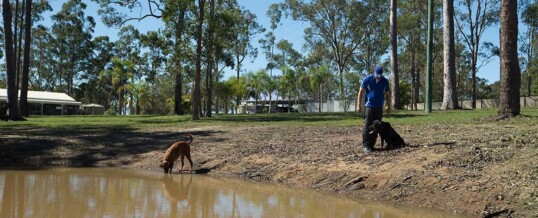 Is using an Off-Leash Dog Park for Socialisation a good Idea?