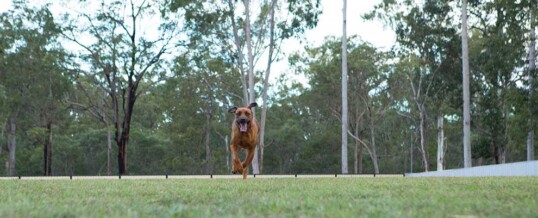 Is my dog too old to begin obedience training?