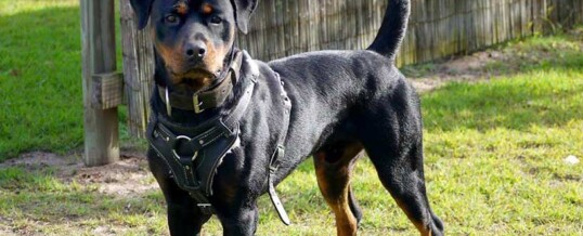 Young Male Rottweiler For Sale