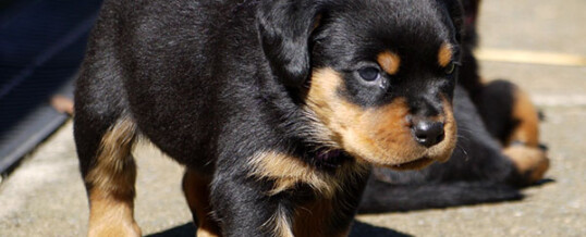 Rottweiler Puppies For Sale