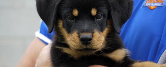 Rottweiler Puppies for Sale – “C” Litter