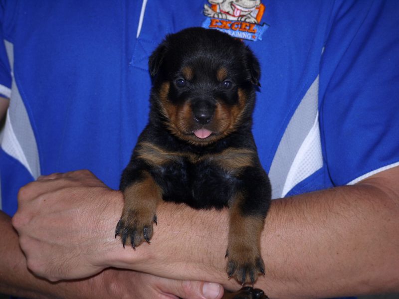 Rottweiler Puppies for Sale - "D" Litter - Brisbane Dog ...